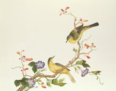 Yellow Wagtail with blue head, Ch